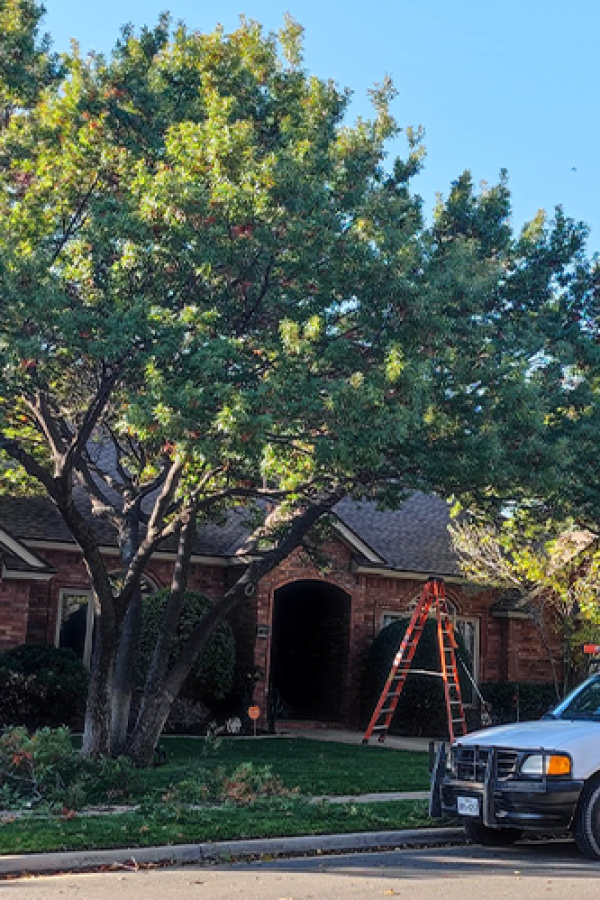 Tree Service, Home